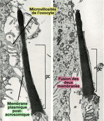 Fusion des membranes plasmiques du spermatozoïde et de l'ovule