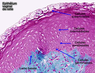 Epithélium vaginal de ratte