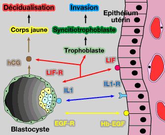 Mécanismes moléculaires de l'adhésion du blastocyste