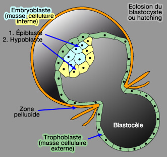 Éclosion ou hatching du blastocyste