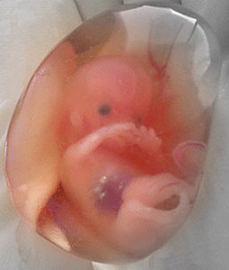 Embryon humain de 44 jours