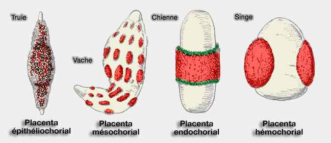 Formes de placentation