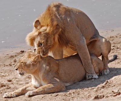 Copulation chez les lions