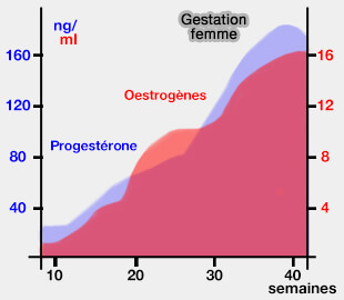 Taux d'oestrogènes et de progestérone lors de gestation chez la femme
