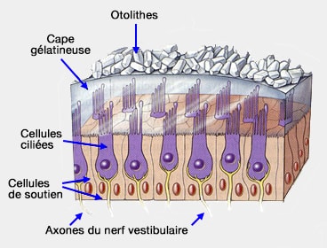 Structure de la macule