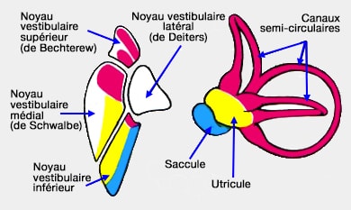 Noyaux vestibulaires