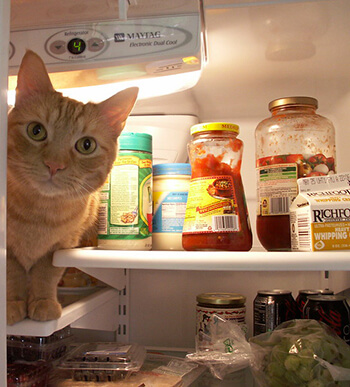 Chat dans un réfrigérateur