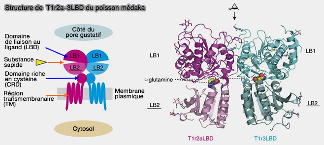 Structure de  T1r2a–3LBD du poisson médaka