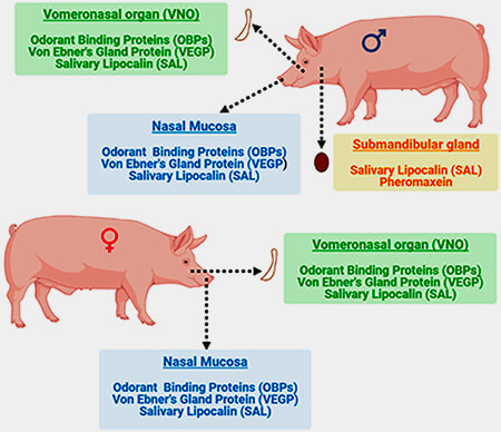 Phéromones du porc