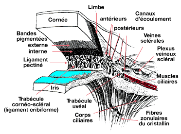 Angle irido-cornéen