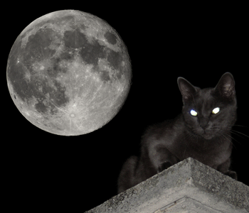 Chat dans la nuit