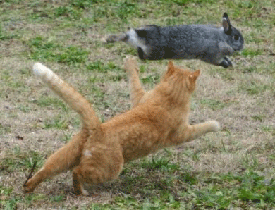 Chat chassant un lapin