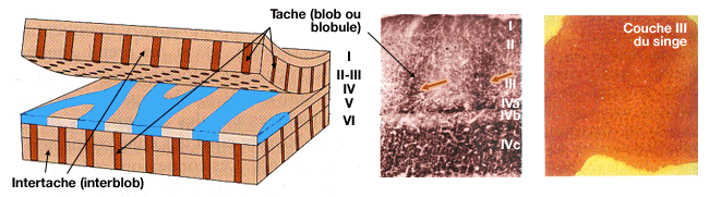 Taches (blob) et intertaches (interblob)