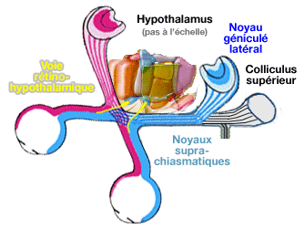Voie rétino-hypothalamique