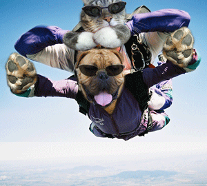 Chien et chat parachutistes