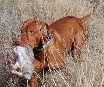 Prédation chez le chien