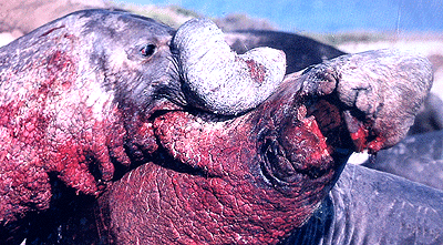 Combats entre éléphants de mer