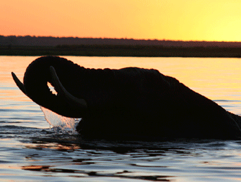 Éléphant au crépuscule