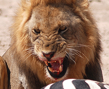 Menace chez le lion
