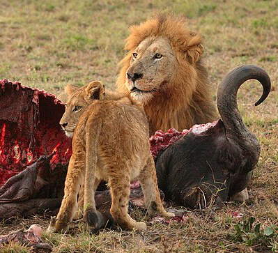 Prédation chez le lion