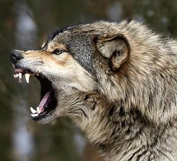Menace chez le loup