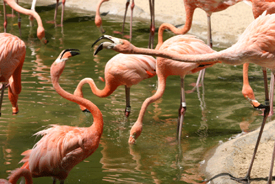 Menace entre flamants