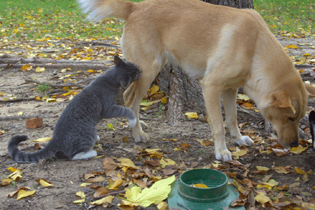 Morsure de chat sur un chien