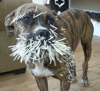 Chien après sa rencontre avec un porc-épic