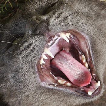 Dents du chat