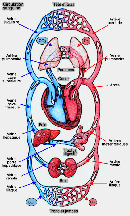 Syst me Cardiovasculaire Vue D ensemble Syst me Cardiovasculaire Vue D ensemble