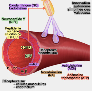 Innervation autonome des vaisseaux