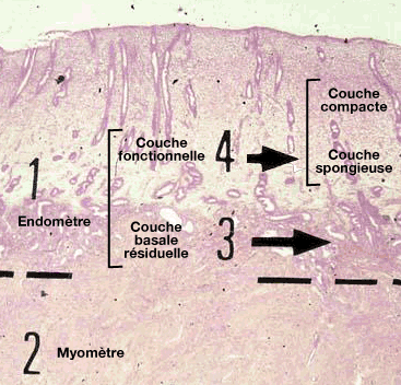 Structure de l'endomètre