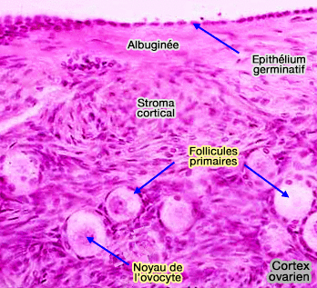 Partie externe du cortex ovarien