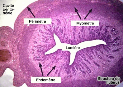 Structure de l'utérus