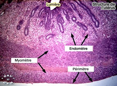 Structure de l'utérus