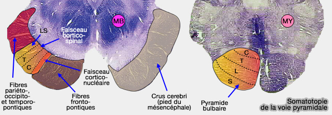 Somatotopie de la voie pyramidale du tronc cérébral
