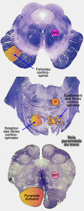 Voie pyramidale du tronc cérébral