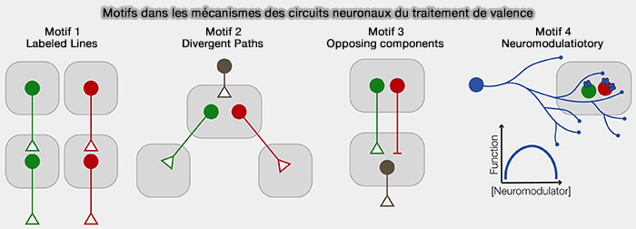 Motifs dans les mécanismes des circuits neuronaux du traitement de valence