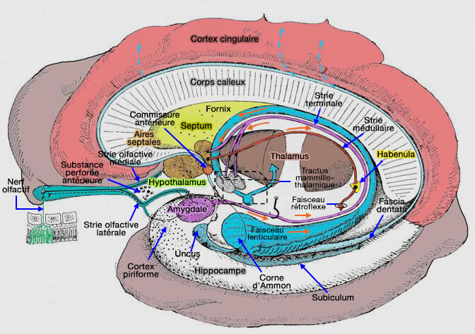 Voies hypothalamiques