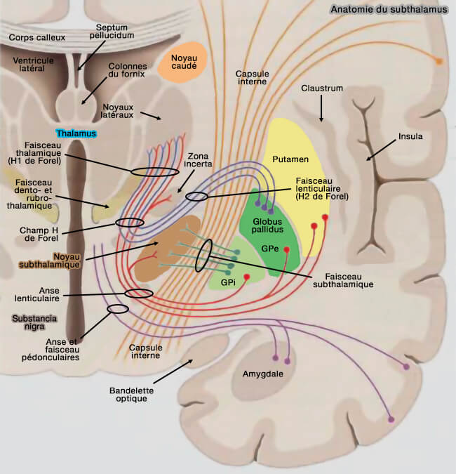 Anatomie du subthalamus