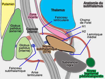 Anatomie du subthalamus