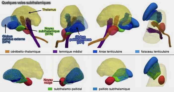 Quelques voies subthalamiques