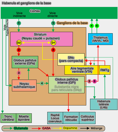 Globus pallidus interne, habenula et noyau tegmental rostromedial