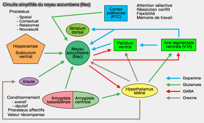 Les quatre composantes des phases appétitive et consommatoire des comportements
sociaux innés chez la souris