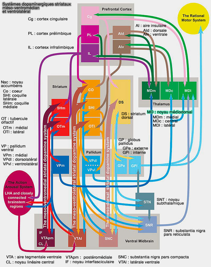 Systèmes dopaminergiques striataux méso-ventromédian et ventrolatéral