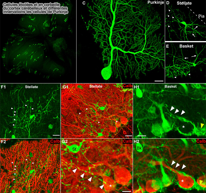 Cellules étoilées et en corbeille du cortex cérébelleux 