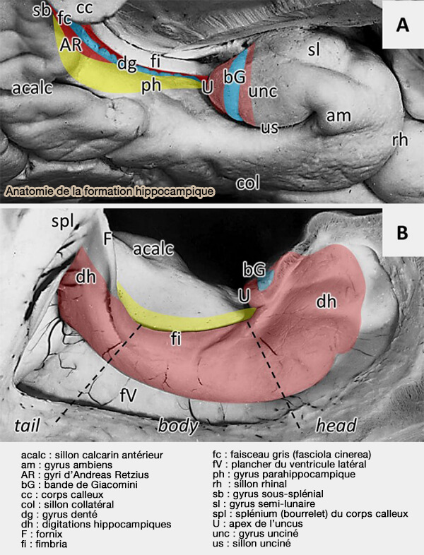 Anatomie de la formation hippocampique