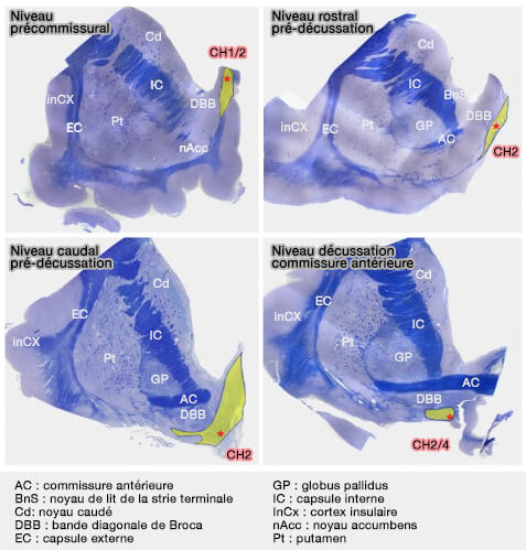 Bandelette diagonale de Broca et noyau