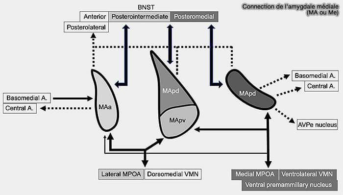 Connection de l’amygdale médiale (MA ou Me)