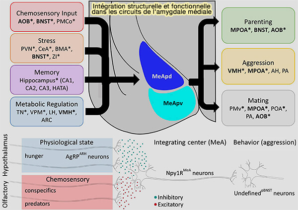 Connection de l’amygdale médiale postérieure (MeApd)